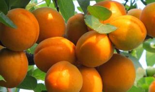 梅子金黄杏子肥是描写什么季节的 梅子金黄杏子肥